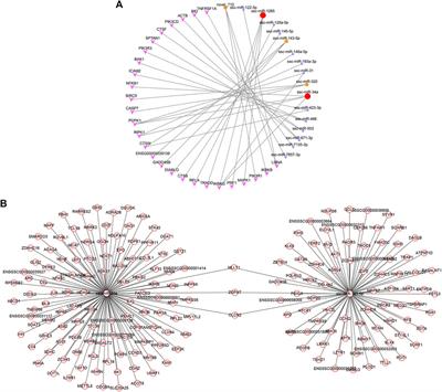 Identification of microRNAs implicated in modulating resveratrol-induced apoptosis in porcine granulosa cells